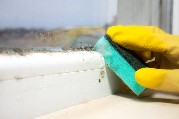 Best Best Mold Removal Companies  in Denton, TX