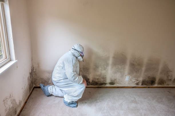 Certified Mold Removal in Denton, TX