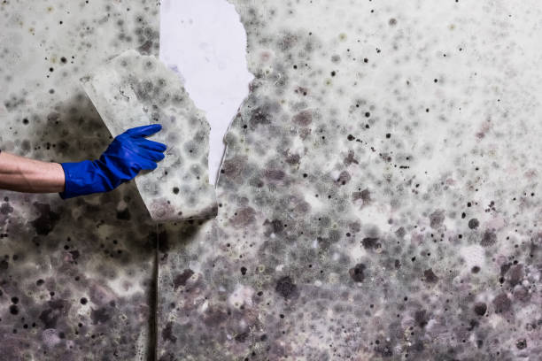 Professional Mold Removal in Denton, TX