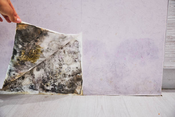 Best Mold Removal Near Me  in Denton, TX